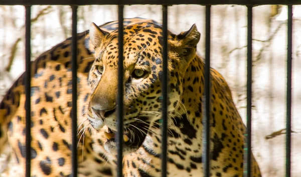 Beautiful Shot Jaguar Cage Zoo — Foto de Stock