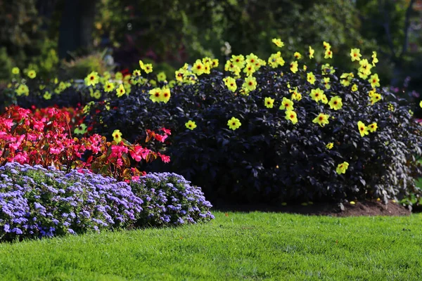 Ένας Κήπος Όμορφα Πολύχρωμα Λουλούδια Θολή Φόντο — Φωτογραφία Αρχείου