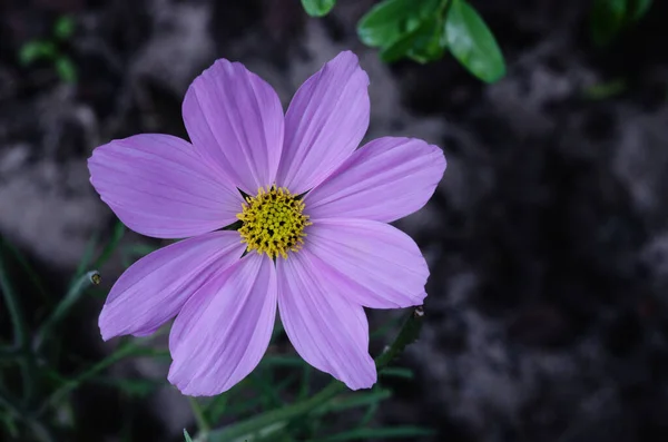 Beautiful Purple Cosmos Flower Garden — Photo