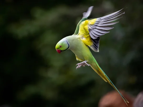 Shallow Focus Green Newton Parakeet Parrot — Fotografia de Stock