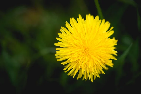 Top View Dandelion — Stock Photo, Image