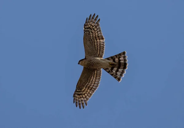 Beautiful Shot Kite Bird Flying Blue Sky — стоковое фото