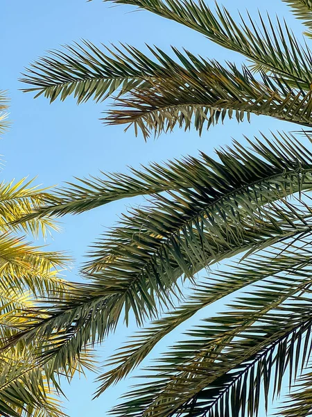 Palm Trees Oasis Ain United Arab Emirates — Stockfoto