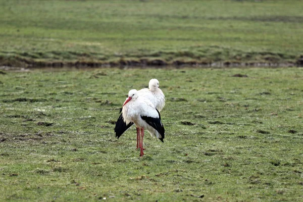 Two White Storks Frozen Field Leiden Netherlands — Foto de Stock