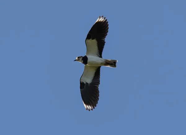 Beautiful Shot Kite Bird Flying Blue Sky — Fotografia de Stock
