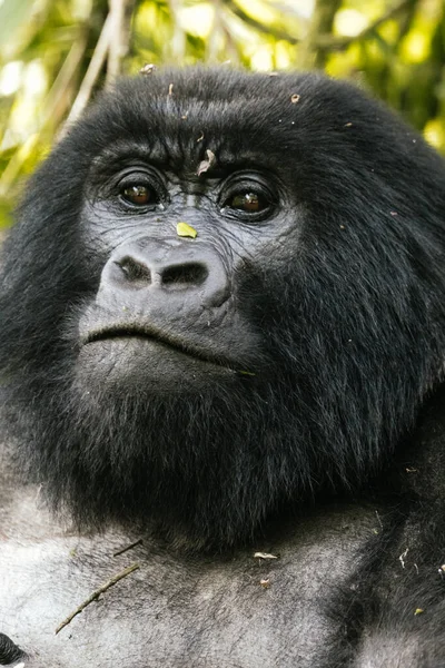 Vertical Portrait Wild Mountain Gorilla Uganda — стоковое фото
