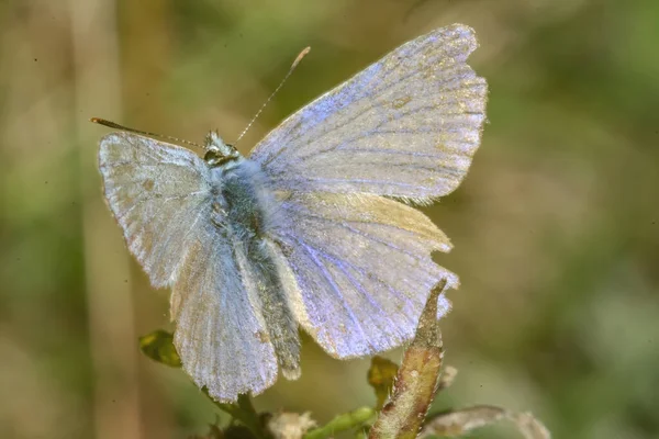 Detailní Záběr Krásného Motýla Zahradě — Stock fotografie