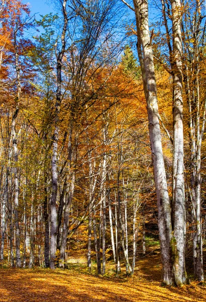 Vertical Shot Deciduous Forest Yellowed Trees Sunny Autumn Day — Φωτογραφία Αρχείου