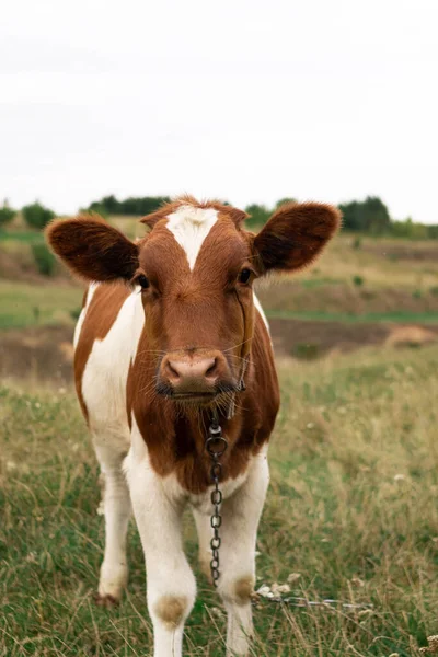 Portrait Brown White Cow Pasture — Foto de Stock
