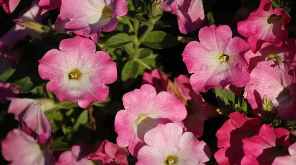 Closeup Shot Beautiful Pink Petunia Flowers — Stock Photo, Image