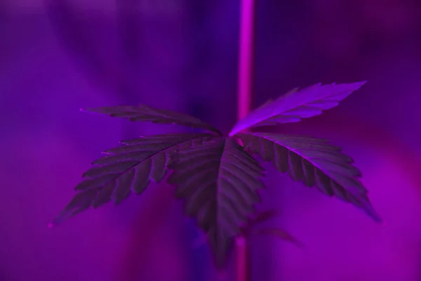 Closeup Shot Cannabis Leaf Growing Indoors —  Fotos de Stock