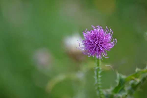 Closeup Shot Blooming Purple Clover — Φωτογραφία Αρχείου