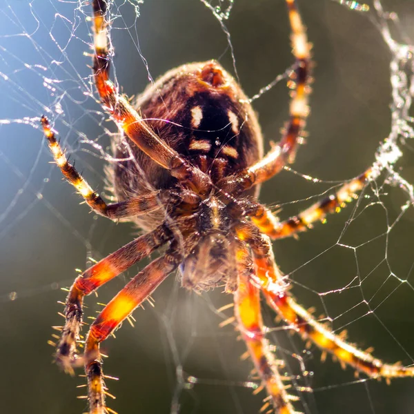 Ένα Κοντινό Πλάνο Μιας Αράχνης Έξω Ένα Θολό Φόντο — Φωτογραφία Αρχείου