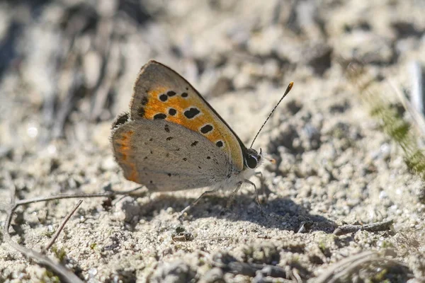 Closeup Caucasian Vernal Copper Tomares Callimachus Butterfly Standing Sand — Stock Photo, Image