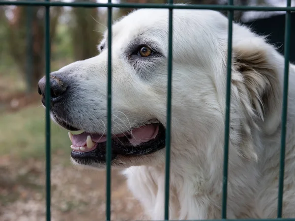 阿拔斯犬的肖像画 它嘴里衔着一个球 躲在栅栏后面的防空洞里 — 图库照片