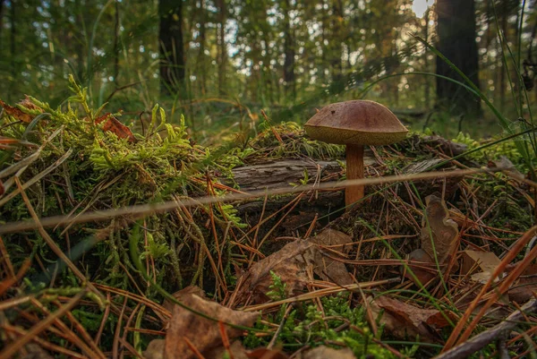 Close Cogumelo Crescendo Uma Floresta — Fotografia de Stock