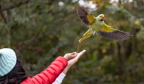 Shallow Focus Green Newton Parakeet Parrot — Stock Photo, Image