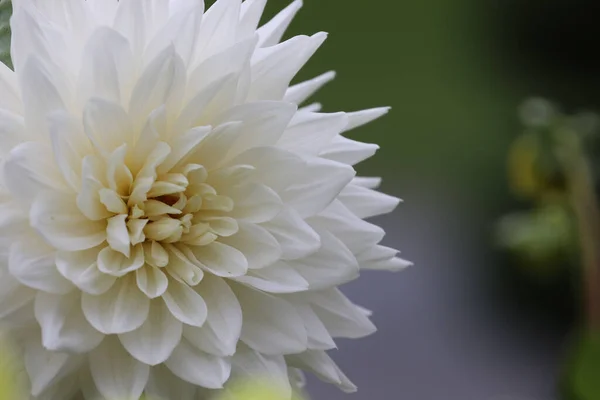 Closeup Delicate White Flower Plethora Petals Blurred Green Background Garden — Stok fotoğraf
