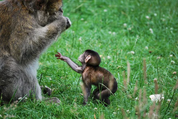 Closeup Shot Monkey Infant Monkey Fiel — стоковое фото