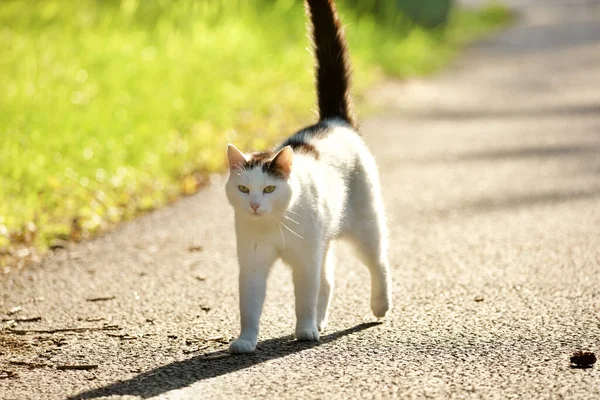 Egy Közeli Kép Egy Aranyos Macskáról Aki Egy Ösvényen Sétál — Stock Fotó