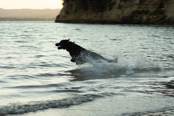 Pies Pływający Morzu Auckland City — Zdjęcie stockowe