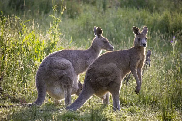 Selective Focus Shot Eastern Grey Kangaroos Long Grass Sunset Melbourne — Stock fotografie