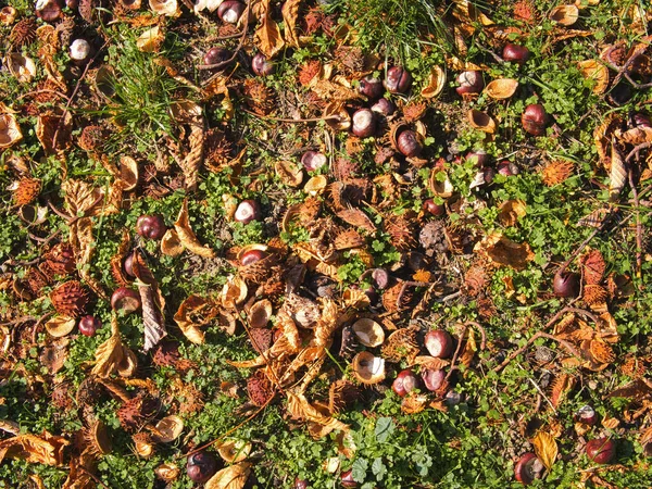 Top View Chestnuts Leaves Fallen Ground Autumn — Zdjęcie stockowe
