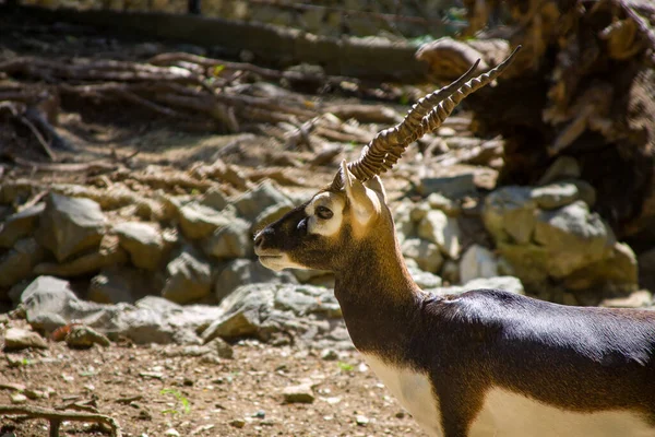 Beautiful Shot Blackbuck Walking Zoo — Foto de Stock