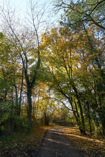 Beautiful View Autumn Trees Field — Stock Photo, Image