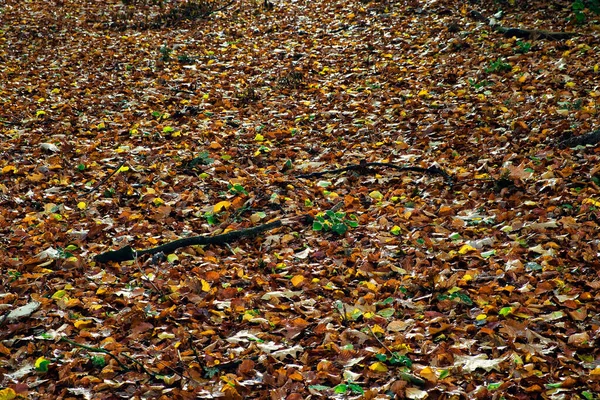 Chão Uma Floresta Coberta Folhas Outono Vermelhas Douradas — Fotografia de Stock