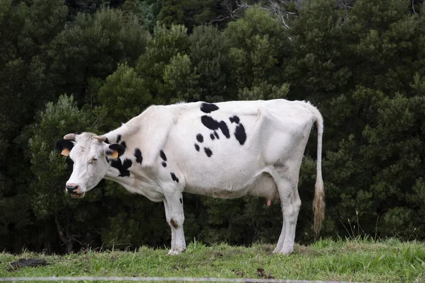 White Cow Black Spots Field — Stock Photo, Image