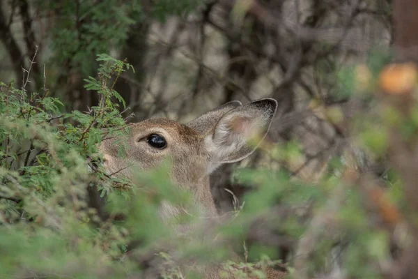 Closeup Beautiful White Tail Deer Field — Foto Stock