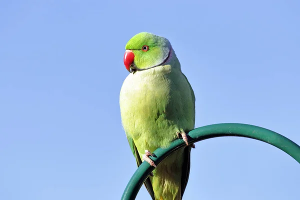 Close Shot Male Rose Ringed Parakeet Sitting Blue Sky Background — Photo