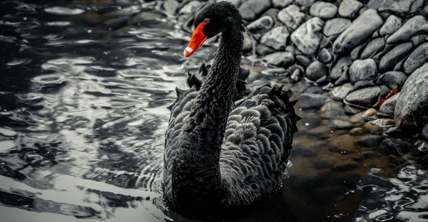 Closeup Black Swan Swimming — Stockfoto