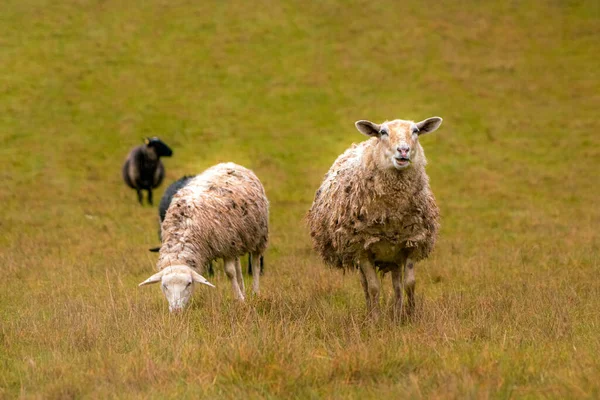 Herd Sheep Grazing Field Ranch — Φωτογραφία Αρχείου