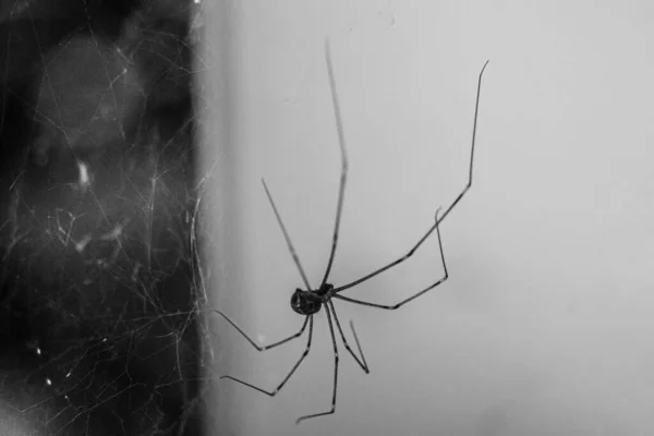 Šedivý Záběr Pavouka Jeho Síti — Stock fotografie