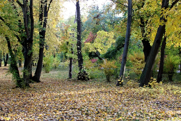 罗马尼亚布加勒斯特赫拉斯特劳花园美丽的秋色风景 — 图库照片