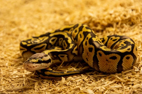 Closeup Beautiful Python Ground — Stock Photo, Image