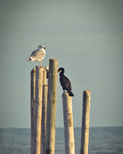 Seagull Cormorant Perched Wood Sticks — Stock Photo, Image