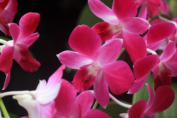 Selektiv Fokusbild Rosa Orkidéer — Stockfoto