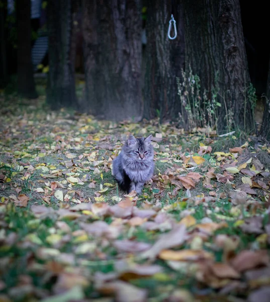 Little Sad Cat Sitting Ground Autumn Leaves — Stockfoto