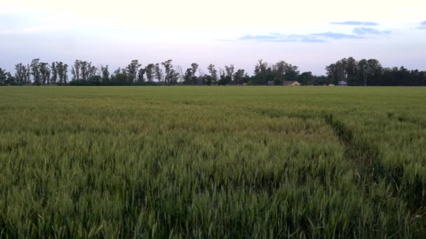 Campo Trigo Verde Cerca — Vídeos de Stock