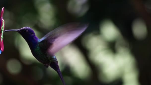 花园里美丽的紫色蜂鸟 — 图库视频影像
