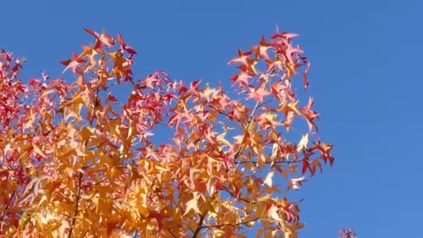 Hojas Otoño Temporada Otoño Flora — Vídeo de stock