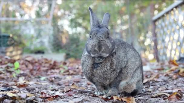 Cloce Cute Hare Outdoors — Stock Video