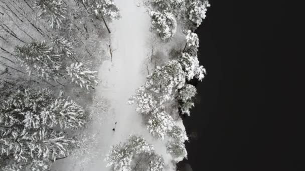 Bella Foresta Invernale Con Neve — Video Stock