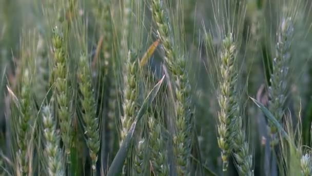 Green Wheat Field Close — Stock Video