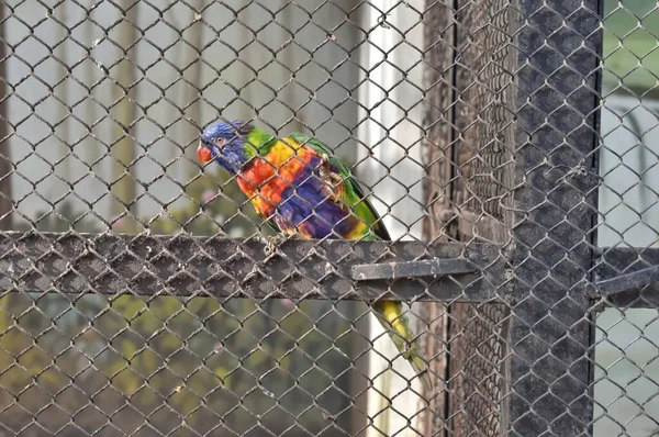印度动物园里一只叫云宝莲的五彩斑斓的小鸟爬上一只金属笼 选择性聚焦闭塞射击 — 图库照片