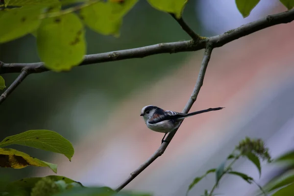 Selective Long Tailed Tit Aegithalos Caudatus Branch — 스톡 사진