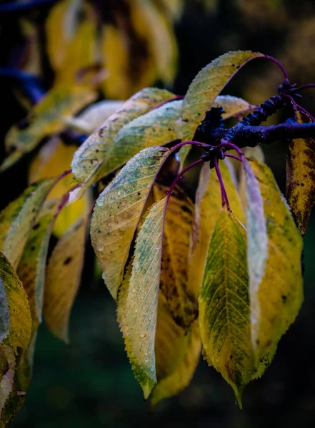 Plan Vertical Des Feuilles Automnales Colorées Arbre Dans Jardin — Photo